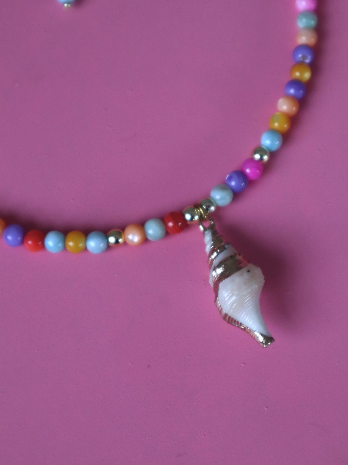 Colorfull Sea Shell